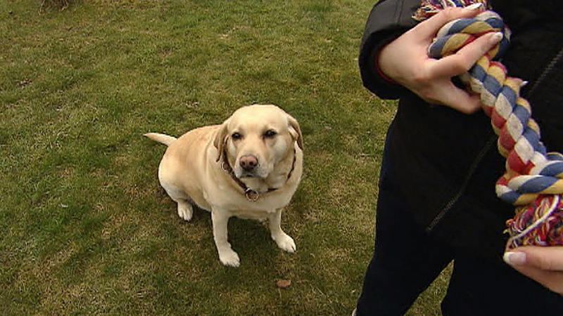 Diät- und Fitnessprogramm für Hunde (2/2)