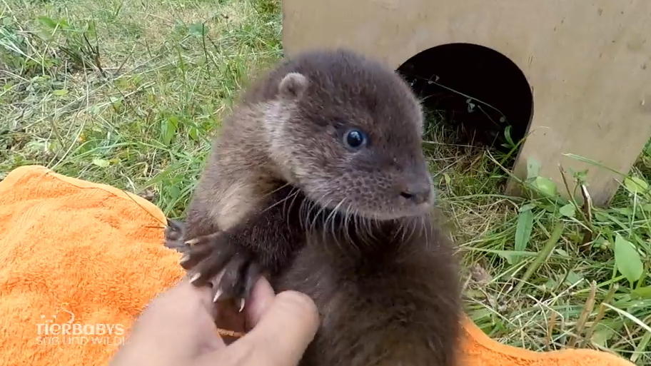 Ein Waise im Otterzentrum Hankensbüttel
