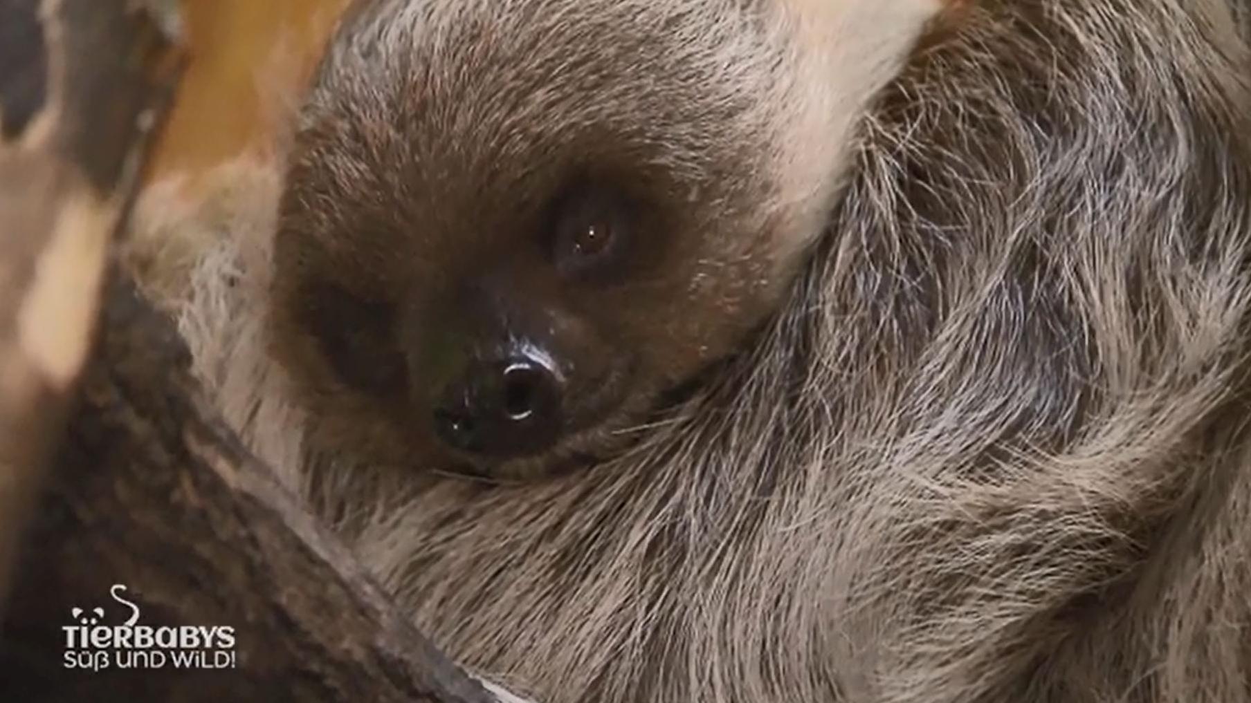 Seit fast einem halben Jahr liegt es auf der Mama!