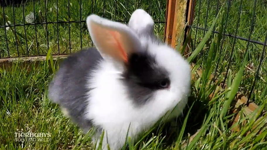 Die kleinen Kaninchen schnuppern frisches Gras