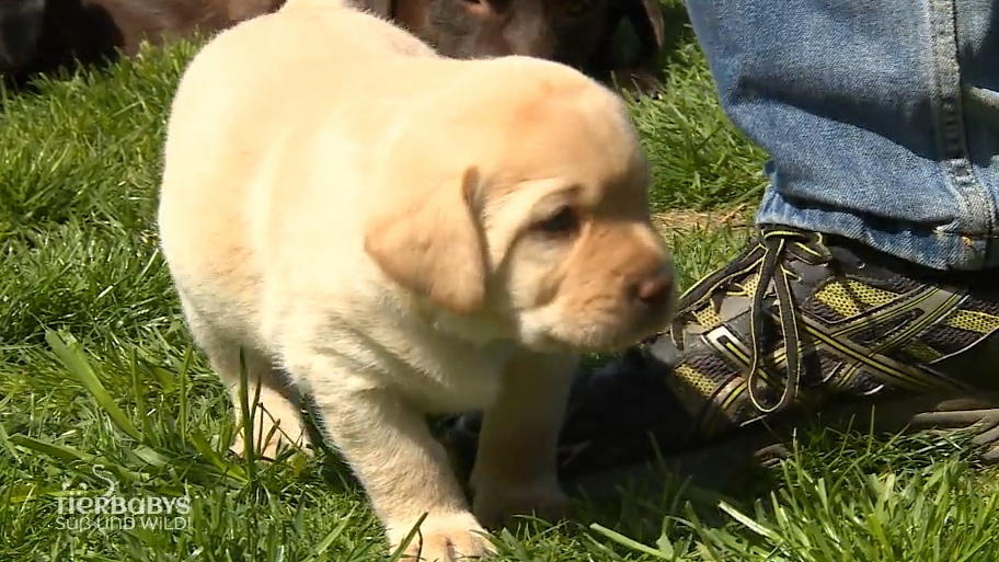 Wie läuft's mit dem Laufen bei den Labradorwelpen?