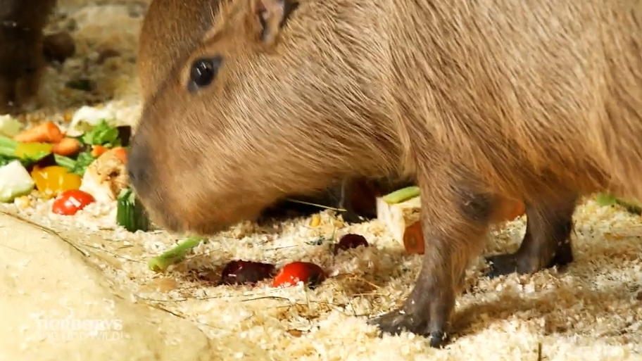 Capybaras können ab dem 3. Tag Grünzeug futtern