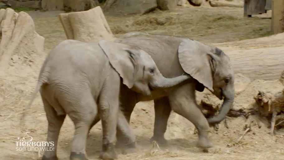 Im Bergzoo Halle sind gleich zwei Elefanten geboren!