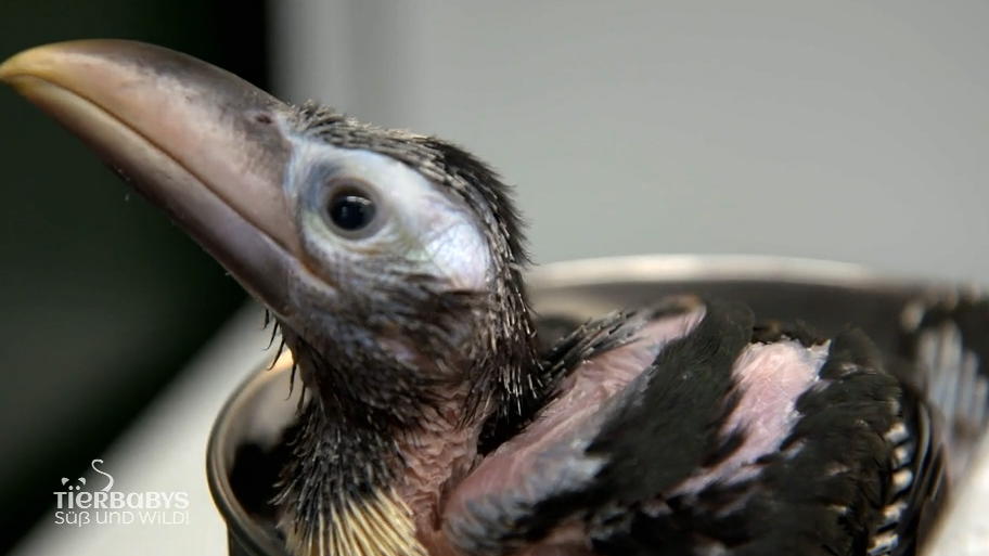 Das Tucan-Baby entwickelt sich prächtig