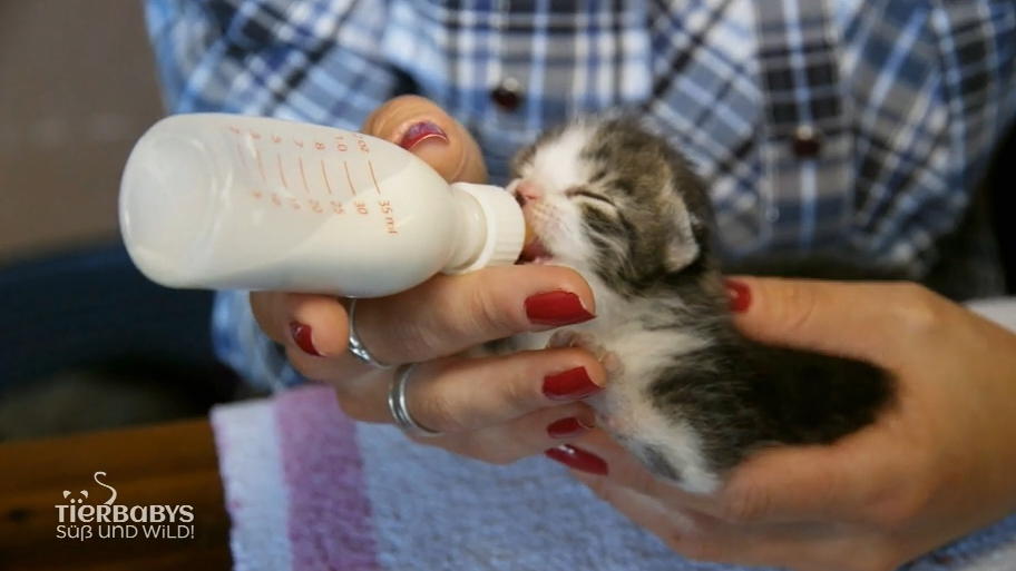 Die kleinen Katzen-Babys bekommen die Flasche
