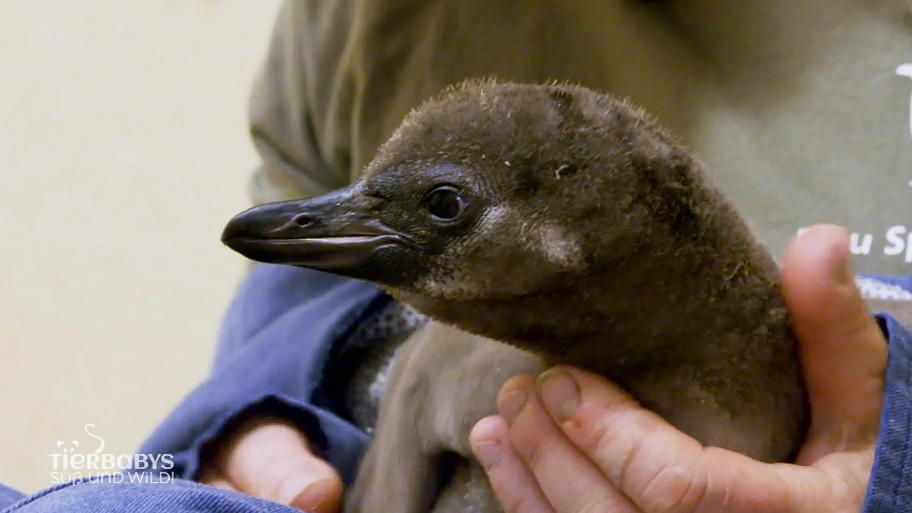 Esstraining für die Pinguin-Küken