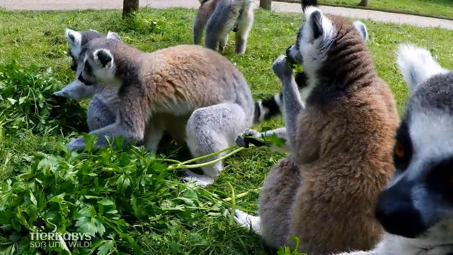 Kattas sind Vegetarier