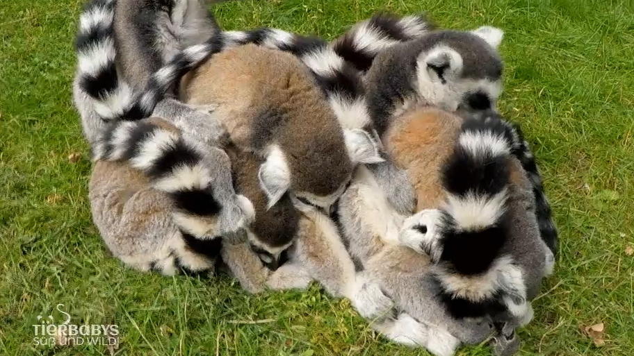 Bei den Kattas haben die Weibchen das Sagen