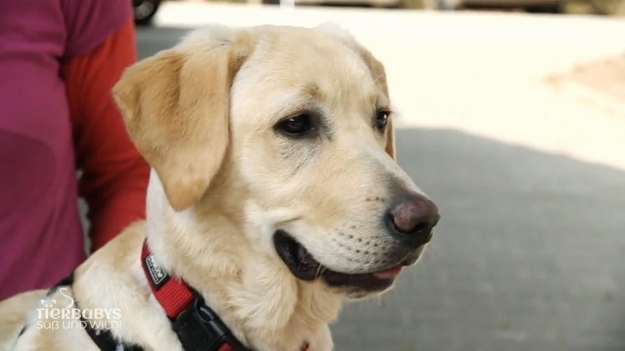 Labrador findet neues Zuhause 