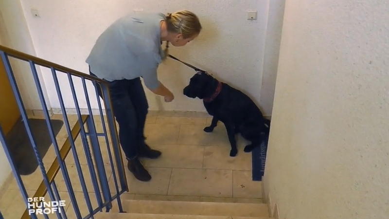 Pöbelnde Dackel und ein traumatisierter Labrador