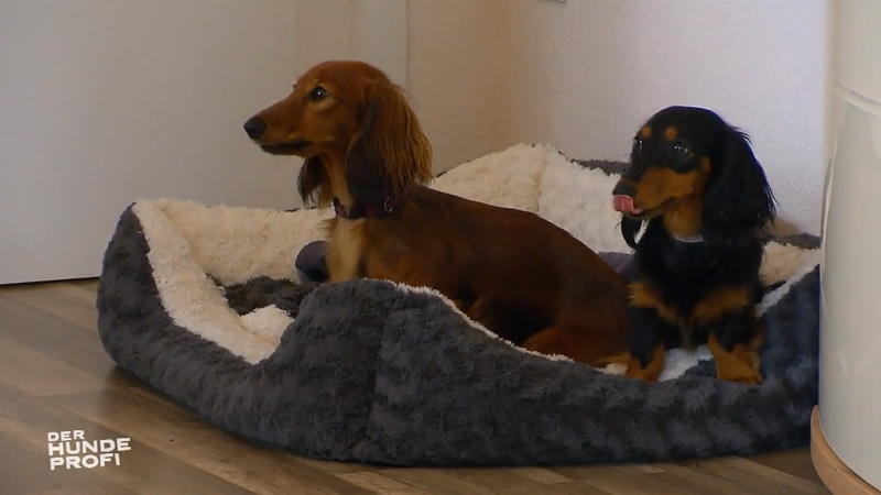 Bella und Diva sind erstaunlich ruhig