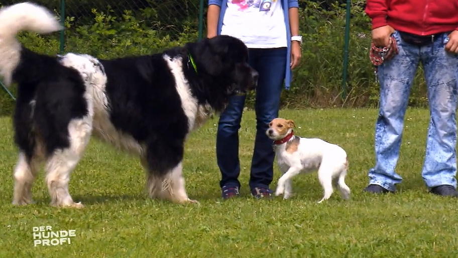 Wie reagieren Flint und Betty auf andere Hunde?