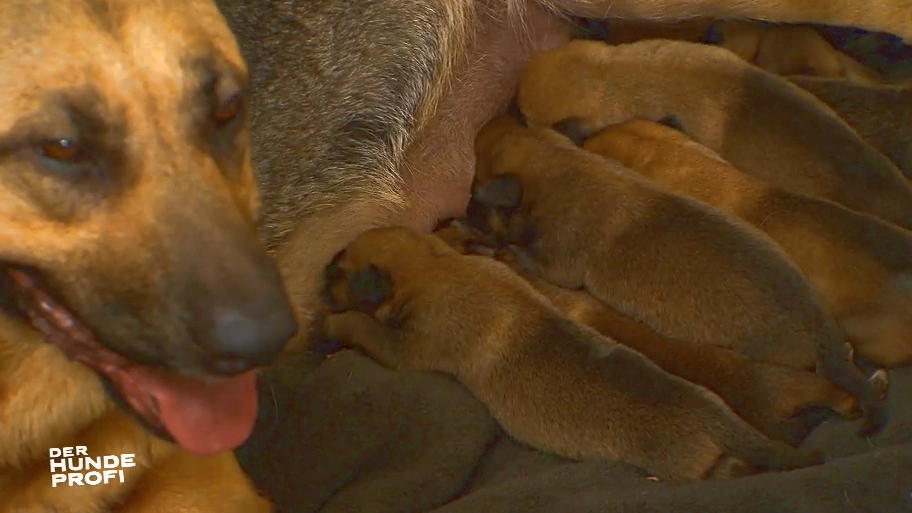 Dieser wilde Haufen hält das Tierheim auf Trab