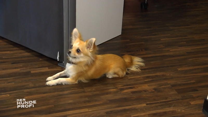 Stresstest für Chihuahua-Rowdy Ben