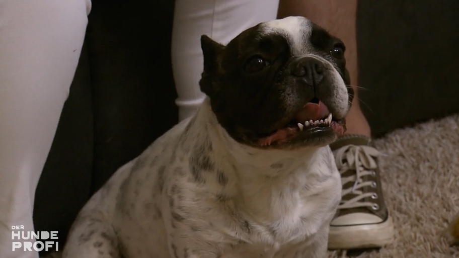 Bulldogge Lotte frisst Hundekot