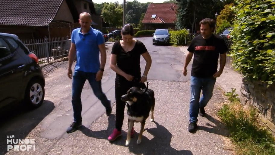 An der Leine dreht Leo völlig durch