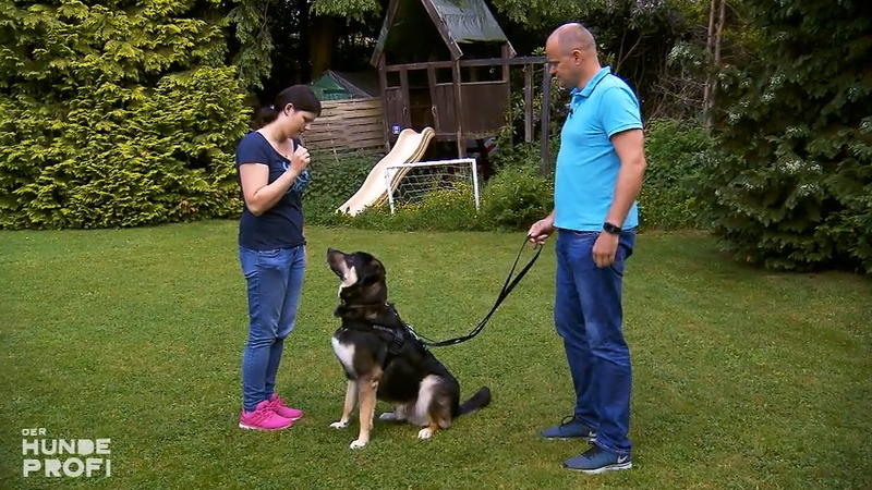 Machtkampf beim Gassigehen