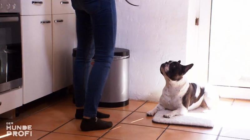 Von der Schnappmaschine zum Kuschelhund?