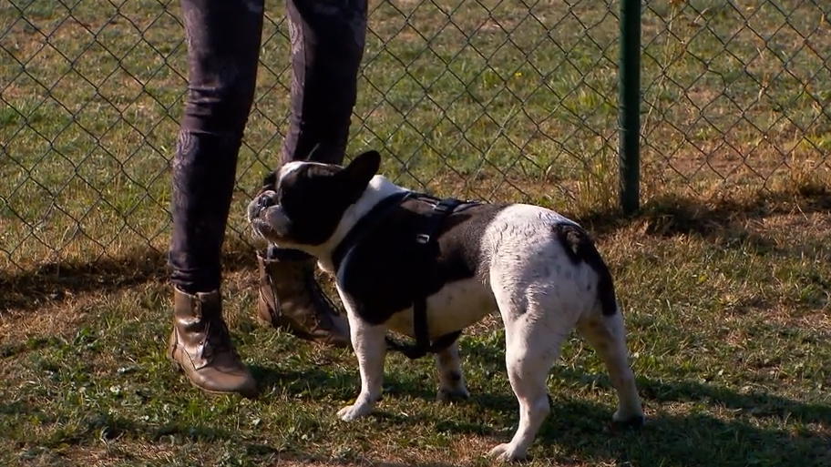 Bekommt Martin Rütter die Bulldogge in den Griff?