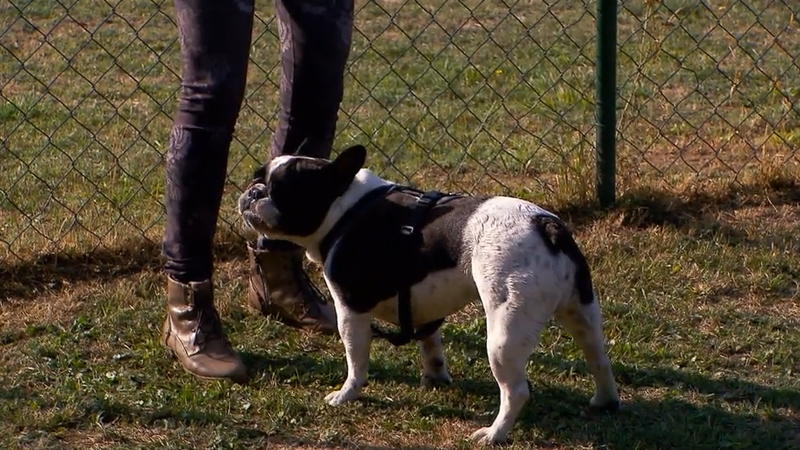 Bekommt Martin Rütter die Bulldogge in den Griff?
