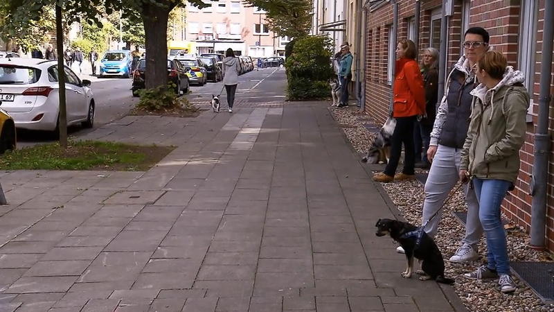 Wie wird die Bulldogge reagieren?