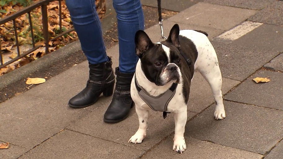 Er geht ohne bellen an den anderen Hunden vorbei