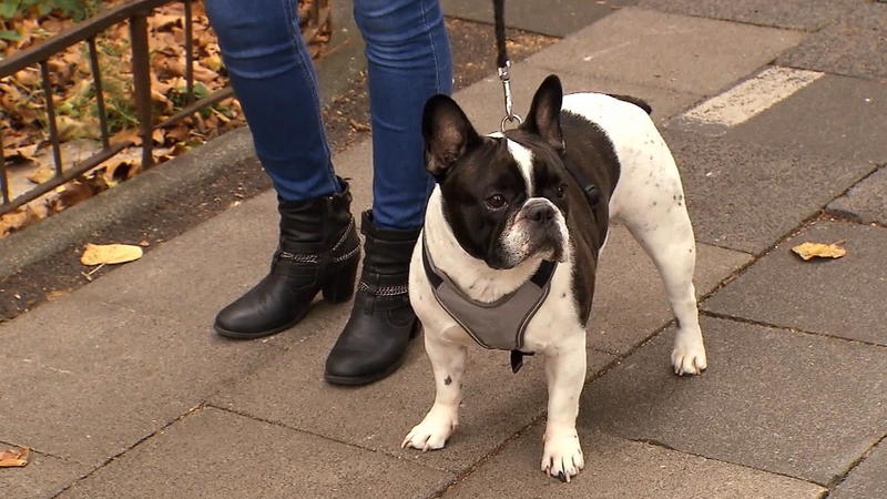 Er geht ohne bellen an den anderen Hunden vorbei
