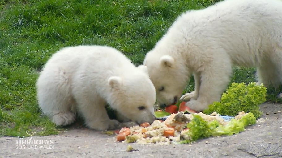 Die kleinen Eisbären bekommen eine Ladung Gemüse