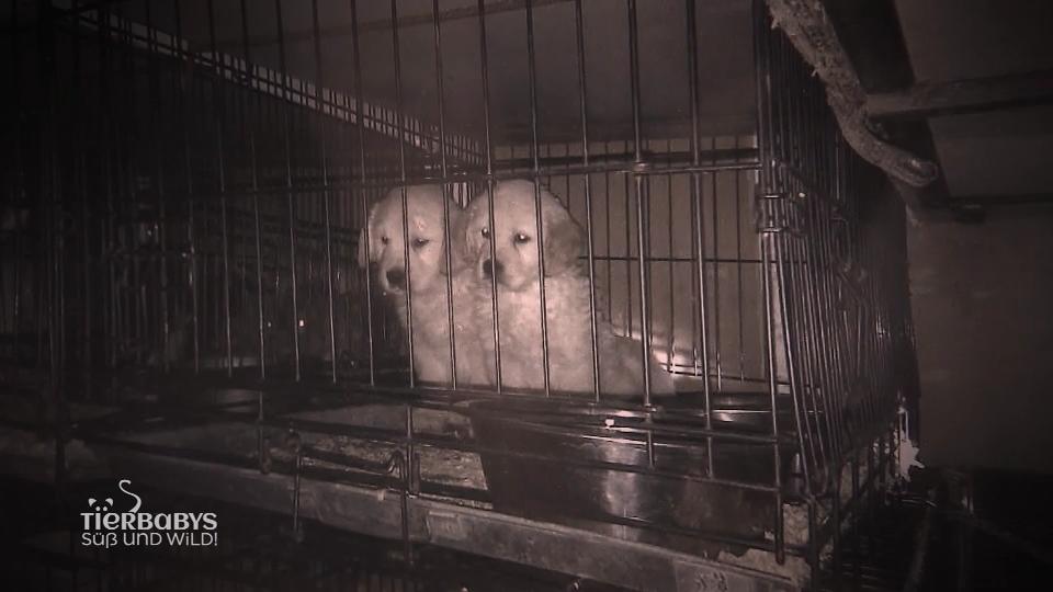 Rettung von 77 kleinen Hundewelpen