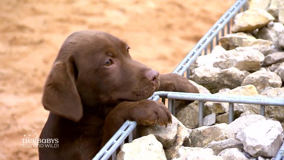 Eine neue Familie für Labradorwelpe Oskar?