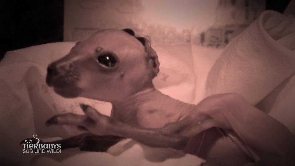 Saskia Kruse rettet Baby E.T. das Leben!