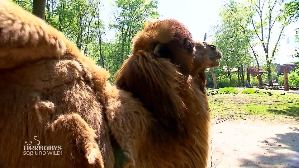Die Trampeltiere lassen sich im Zoo verwöhnen