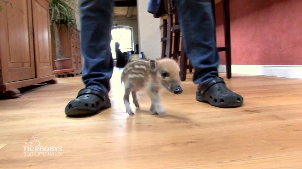 Die Kruses haben jede Menge neue Tierbabys