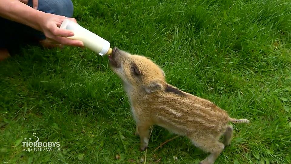 "Kunigunde", oder auch "Schweini" steht gerade mal