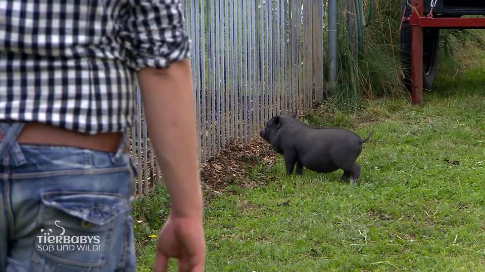 Die Ausreißer wollen zurück zu Mama
