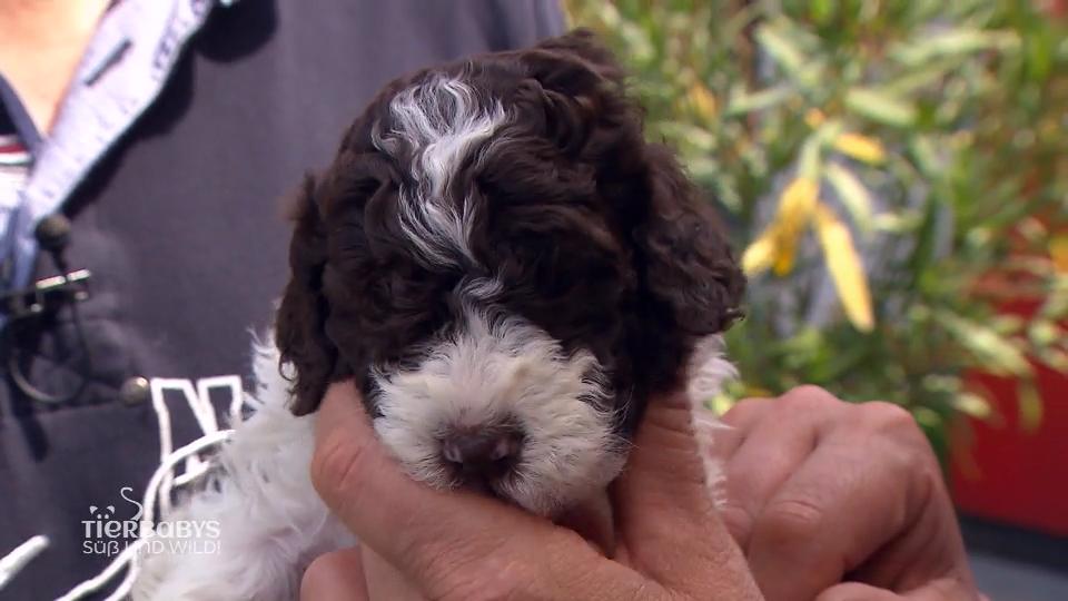 Die Lagotto Romagnolos sind geboren!