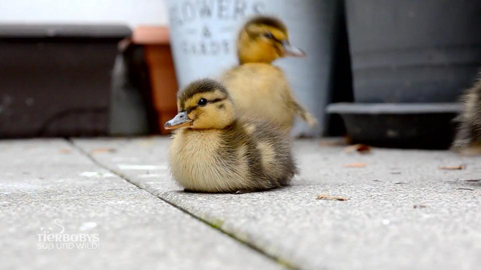 Auch für Enten ist ein Balkon etwas schönes