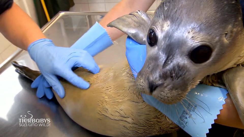 Darf Kalle in die Seehundstation in Norden?