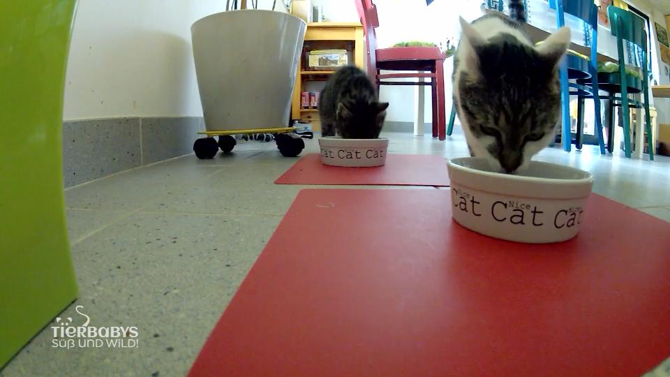 Verstehen sich die beiden Katzen?