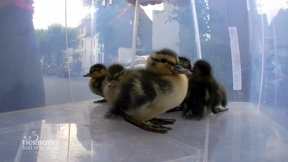 Kleine Entenbabys auf großer Reise