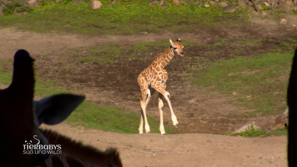 Eine 1,70 große Baby-Giraffe in Gelsenkirchen