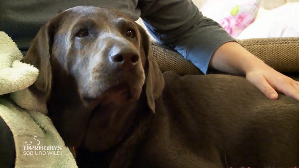 Labradordame "Klara" ist hochträchtig