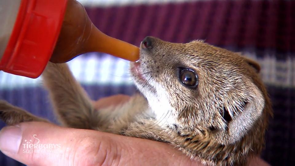 Flohi, die zappelige, süße Fuchsmanguste
