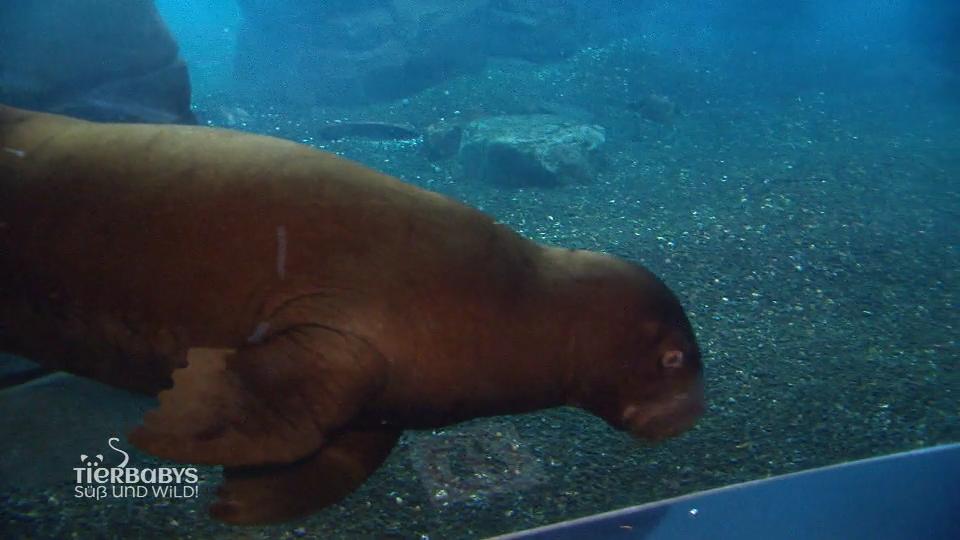 "Thor", das Walross-Baby, erforscht sein Gehege
