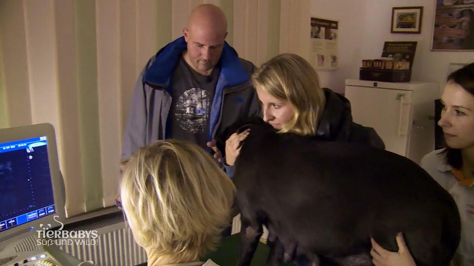 Bangen um die Labradorwelpen