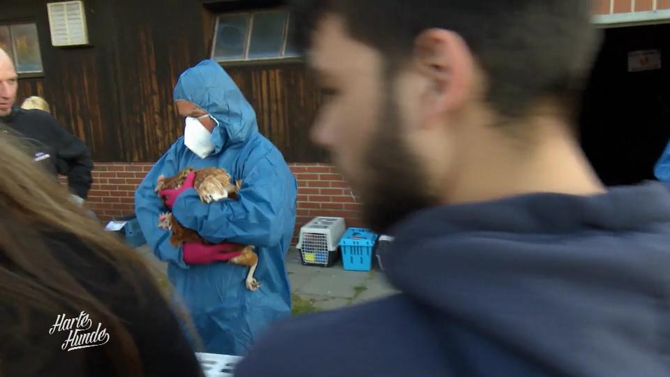 Die Harten Hunde helfen, 830 Hühner zu retten