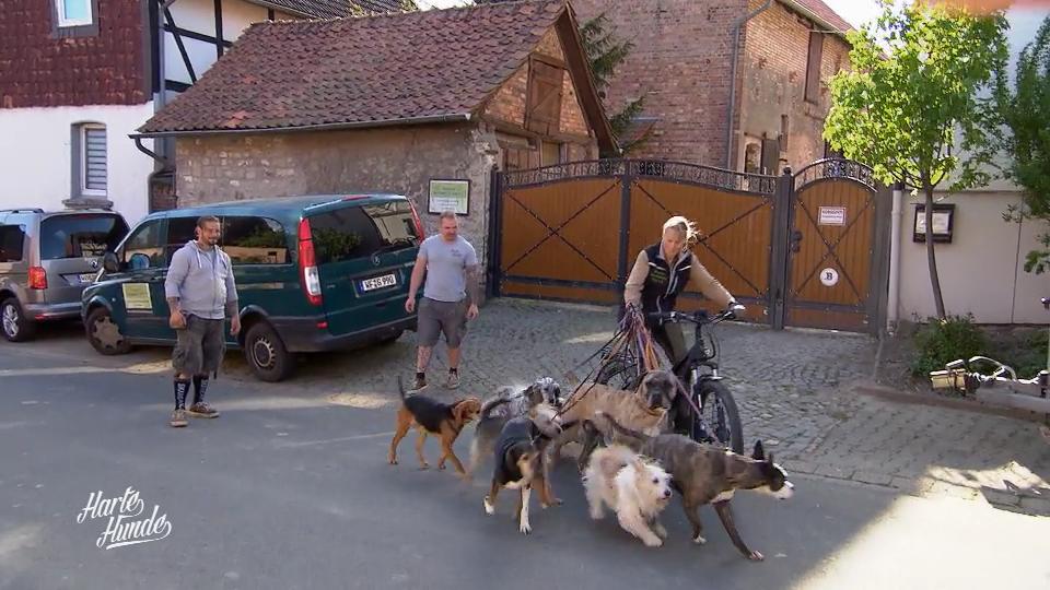 Sabine geht "spazieren" – mit 7 Hunden!