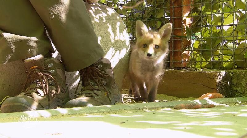 Ein kleiner Fuchs darf auch auf dem Hof leben