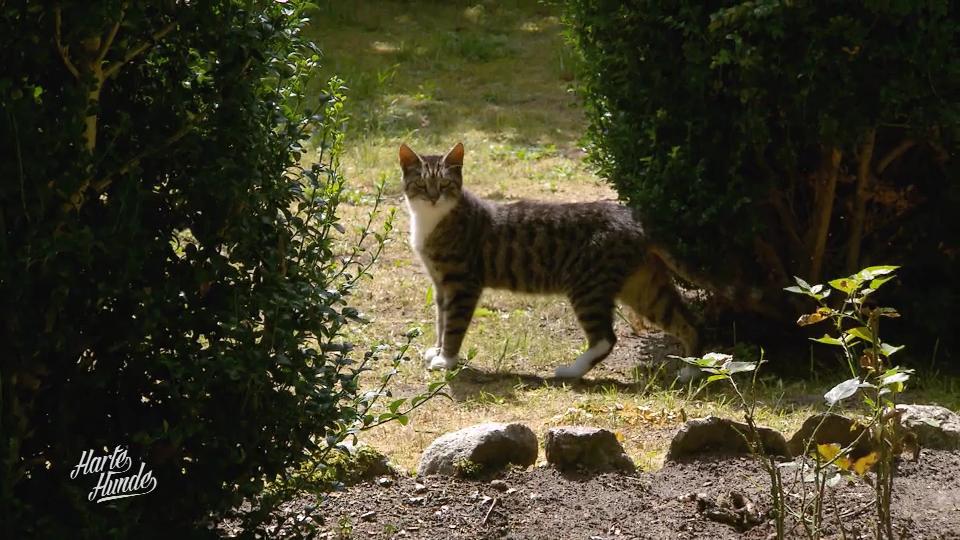 Hat die Katzen-Einfangaktion Erfolg?