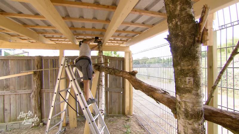 Der Katzenkletterpark ist fast fertig